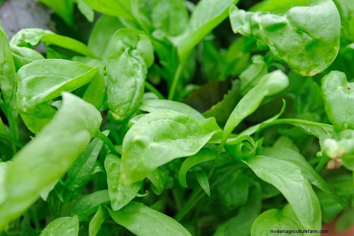 September Planting Guide: Get a Head Start on Your Garden