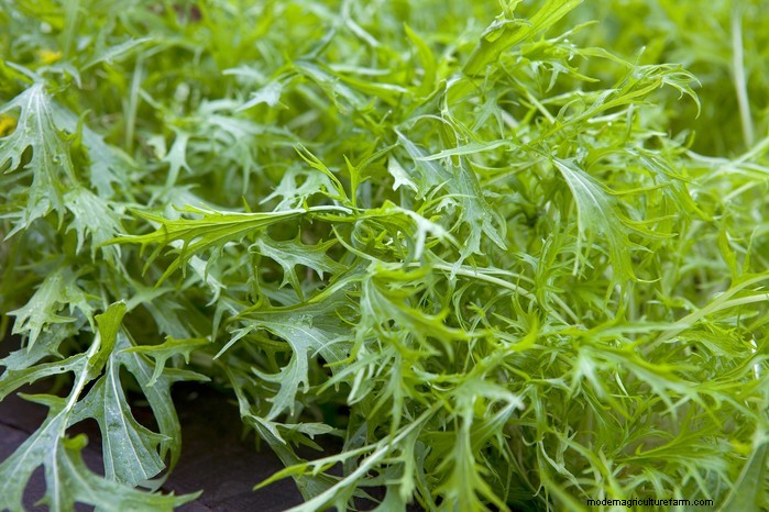 September Planting Guide: Get a Head Start on Your Garden