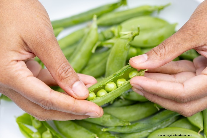 September Planting Guide: Get a Head Start on Your Garden