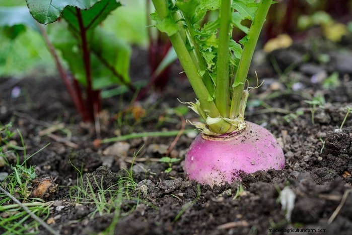 September Planting Guide: Get a Head Start on Your Garden