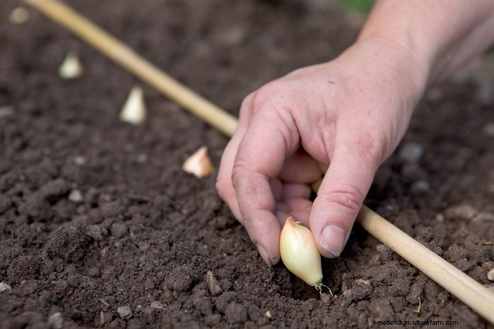 September Planting Guide: Get a Head Start on Your Garden