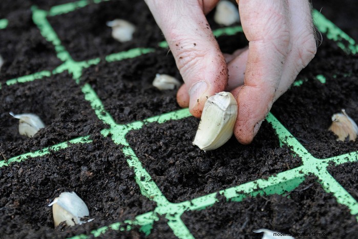 September Planting Guide: Get a Head Start on Your Garden