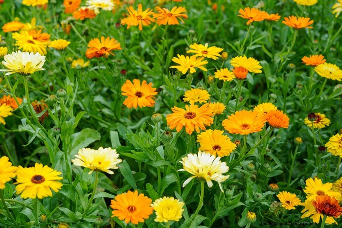 September Planting Guide: Get a Head Start on Your Garden