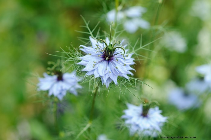 September Planting Guide: Get a Head Start on Your Garden