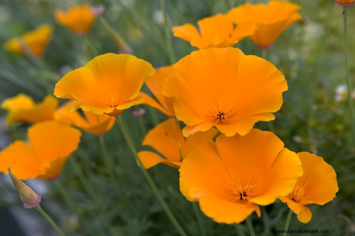 September Planting Guide: Get a Head Start on Your Garden