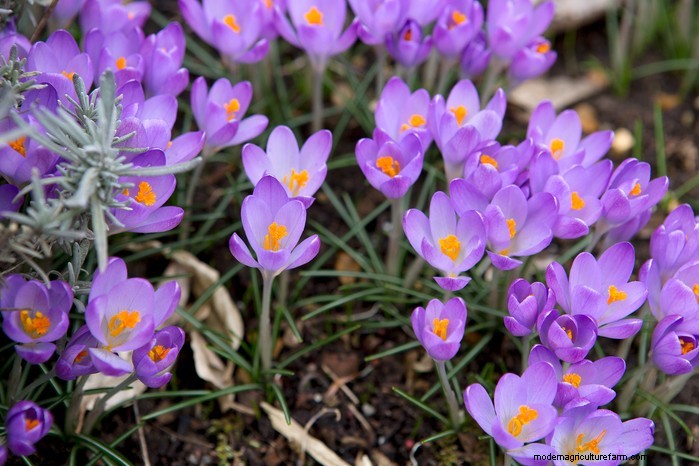 September Planting Guide: Get a Head Start on Your Garden