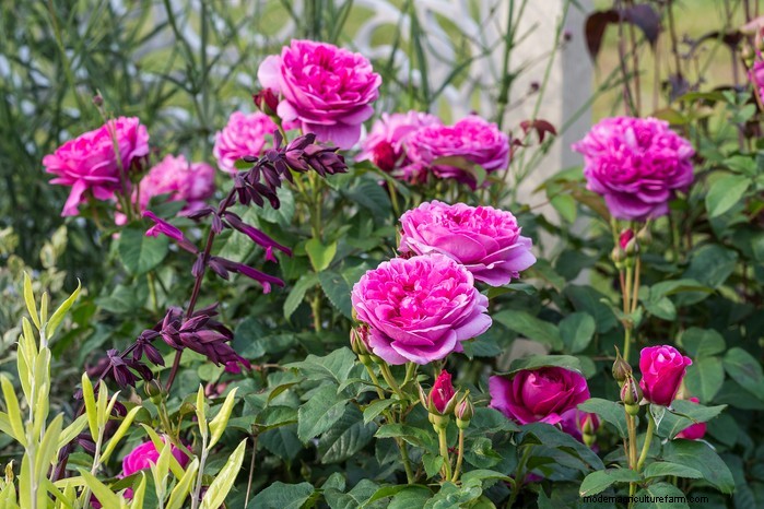 September Planting Guide: Get a Head Start on Your Garden
