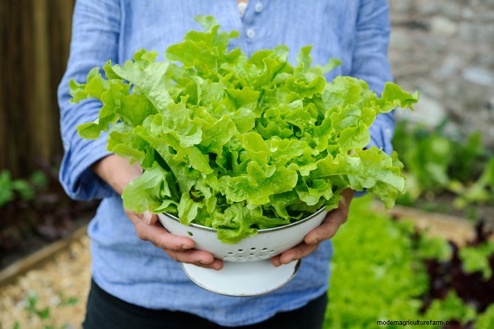 Best Plants to Sow in July: Extend Your Growing Season