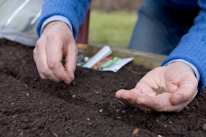 Best Plants to Sow in July: Extend Your Growing Season