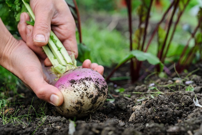 Best Plants to Sow in July: Extend Your Growing Season