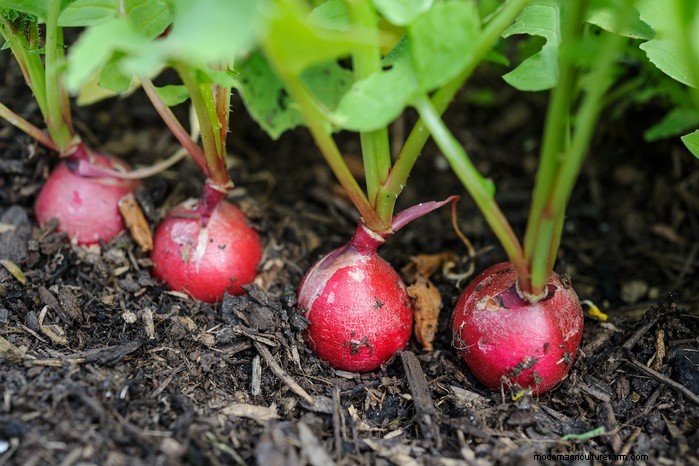 Best Plants to Sow in July: Extend Your Growing Season
