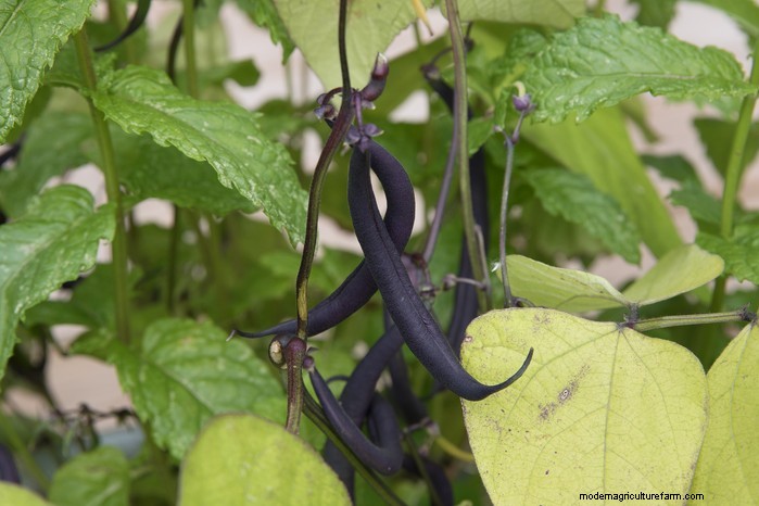 Best Plants to Sow in July: Extend Your Growing Season