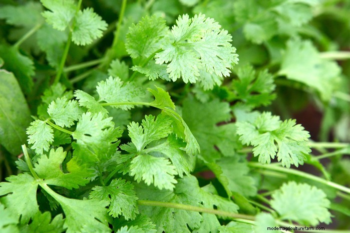 Best Plants to Sow in July: Extend Your Growing Season