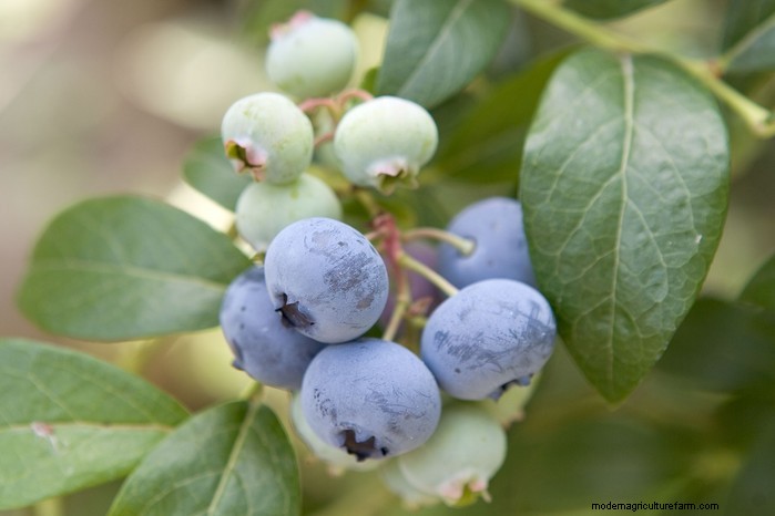 Best Plants to Sow in July: Extend Your Growing Season
