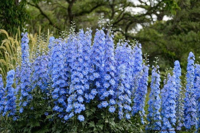 Best Plants to Sow in July: Extend Your Growing Season