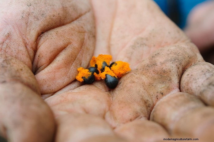Best Plants to Sow in July: Extend Your Growing Season