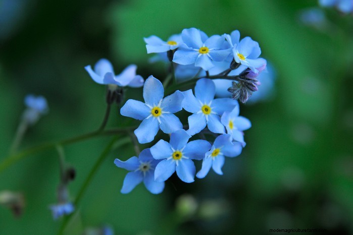 Best Plants to Sow in July: Extend Your Growing Season