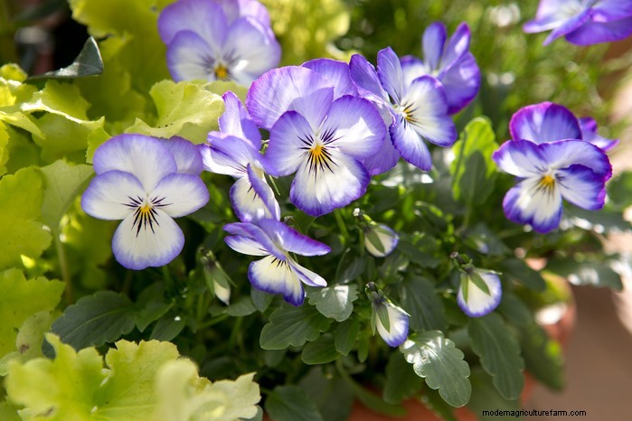 Best Plants to Sow in July: Extend Your Growing Season