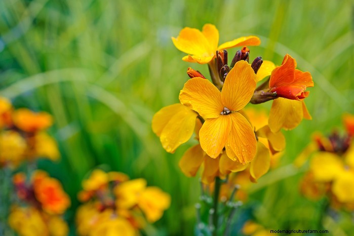 Best Plants to Sow in July: Extend Your Growing Season