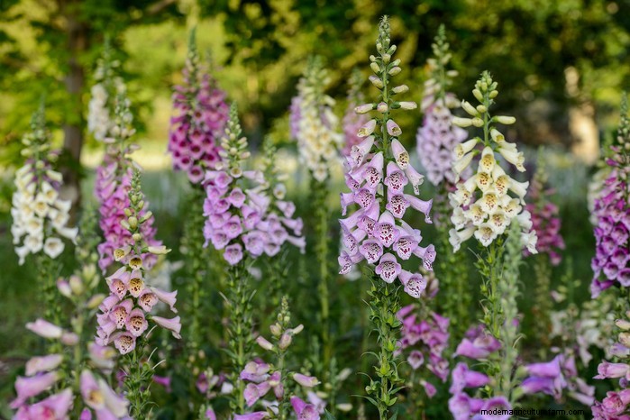 Best Plants to Sow in July: Extend Your Growing Season