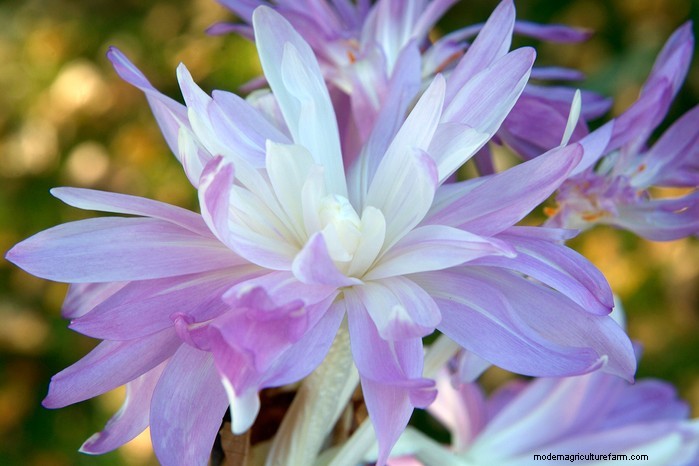 Best Plants to Sow in July: Extend Your Growing Season