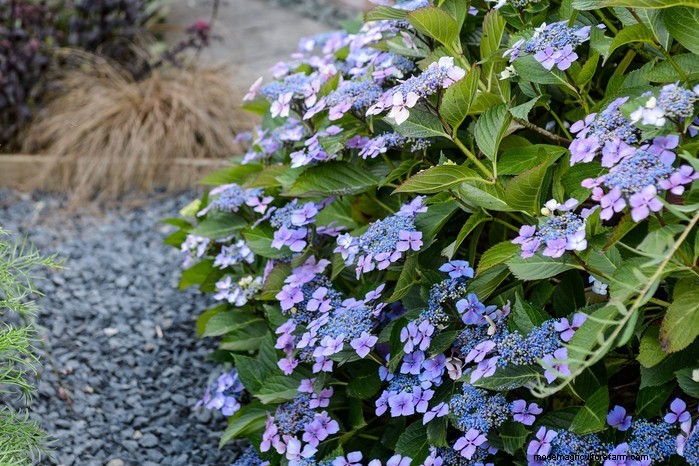 Best Plants to Sow in July: Extend Your Growing Season