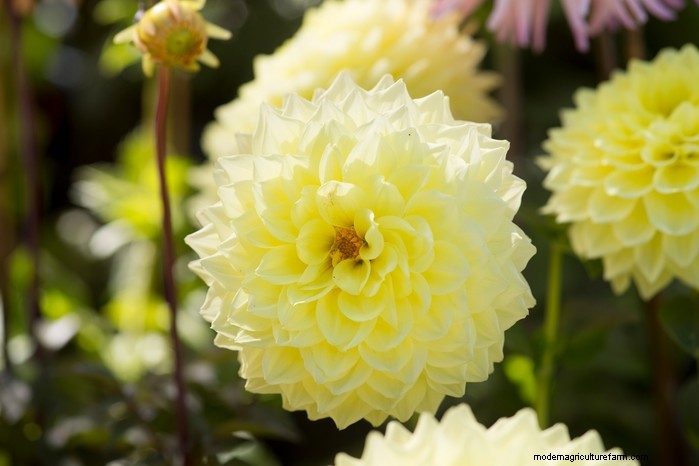 Best Plants to Sow in July: Extend Your Growing Season