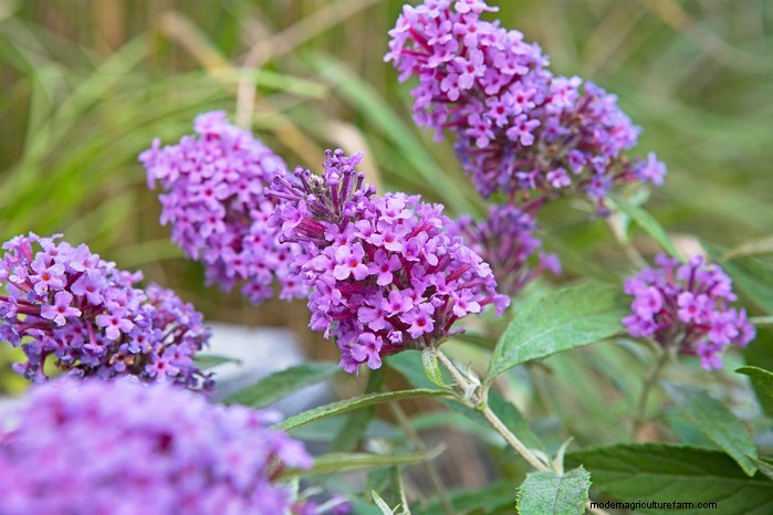 Best Plants to Sow in July: Extend Your Growing Season