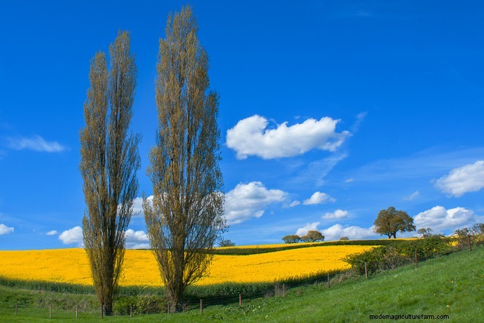 Protect Your Home: Trees to Avoid Planting Near Your House