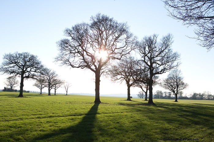 Protect Your Home: Trees to Avoid Planting Near Your House