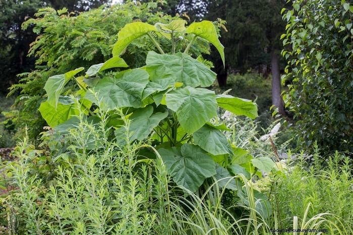 Protect Your Home: Trees to Avoid Planting Near Your House
