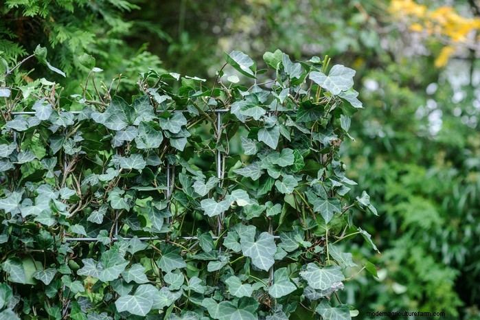Protect Your Home: Trees to Avoid Planting Near Your House