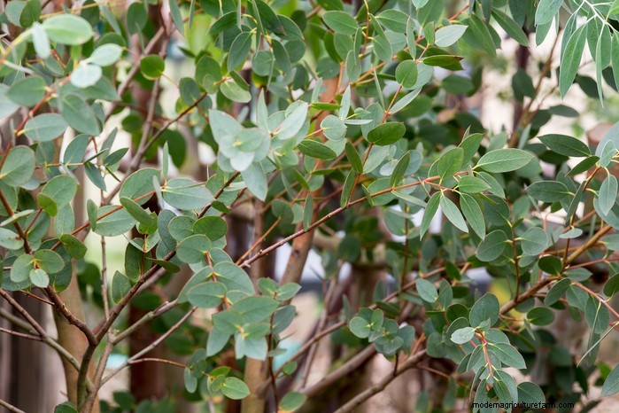 Protect Your Home: Trees to Avoid Planting Near Your House