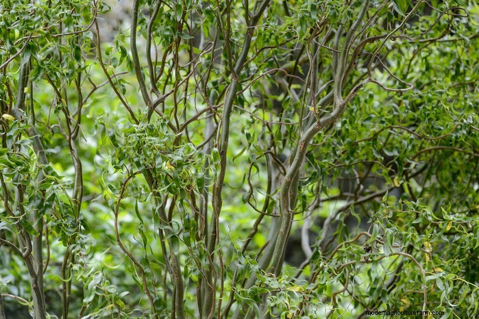 Protect Your Home: Trees to Avoid Planting Near Your House