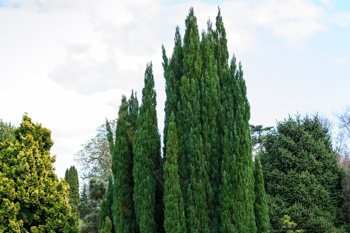 Protect Your Home: Trees to Avoid Planting Near Your House