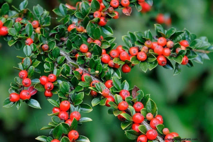 Protect Your Home: Trees to Avoid Planting Near Your House