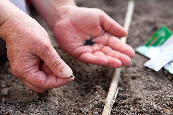 June Planting Guide: What to Sow & Grow Now