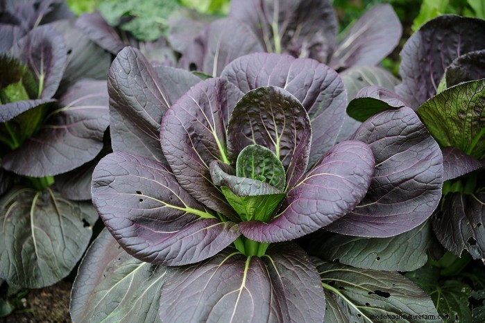 June Planting Guide: What to Sow & Grow Now