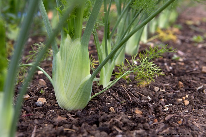 June Planting Guide: What to Sow & Grow Now