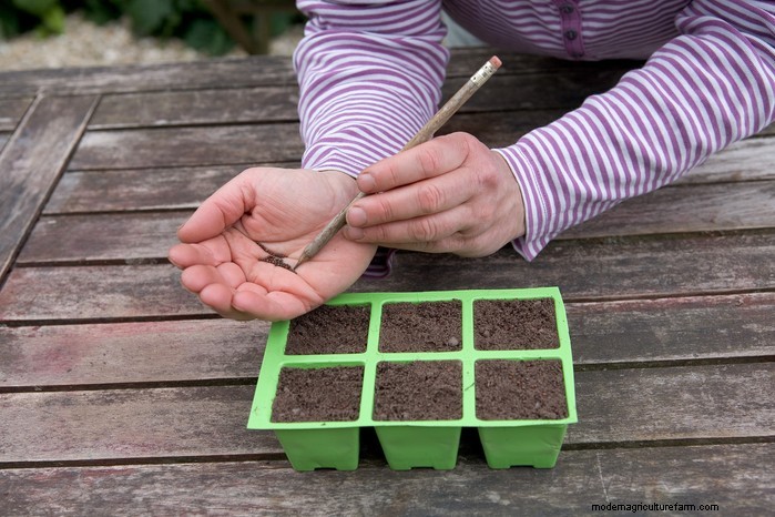 June Planting Guide: What to Sow & Grow Now