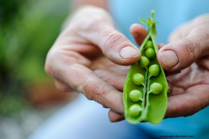 June Planting Guide: What to Sow & Grow Now