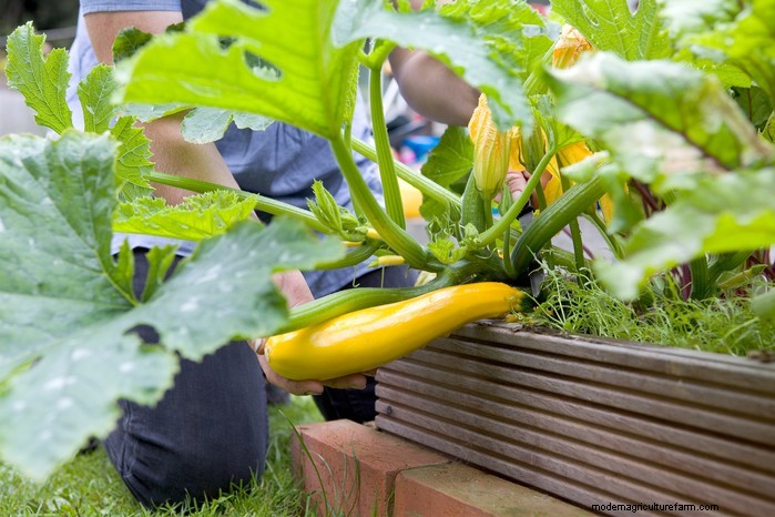 June Planting Guide: What to Sow & Grow Now