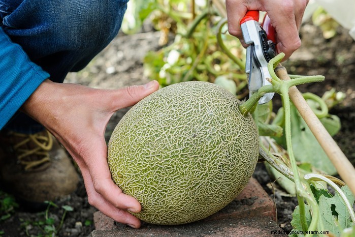 June Planting Guide: What to Sow & Grow Now
