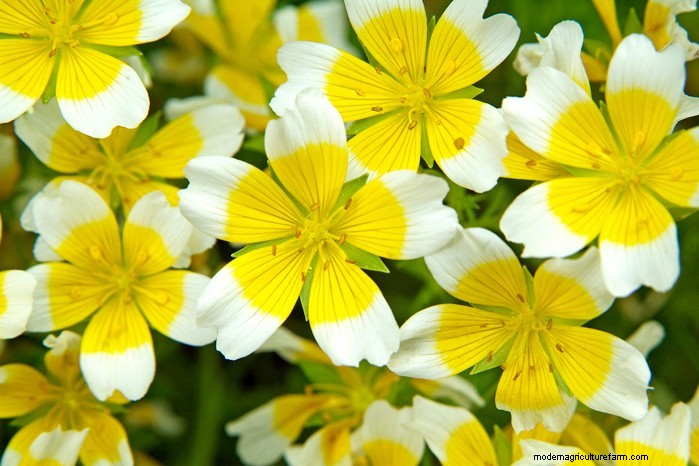 June Planting Guide: What to Sow & Grow Now