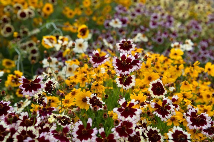 June Planting Guide: What to Sow & Grow Now