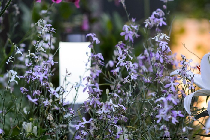 June Planting Guide: What to Sow & Grow Now