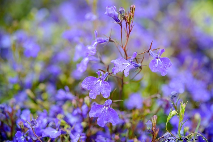 June Planting Guide: What to Sow & Grow Now