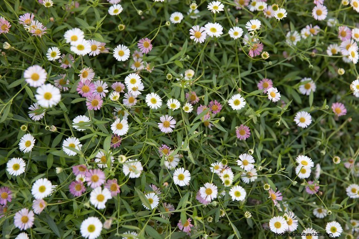 June Planting Guide: What to Sow & Grow Now