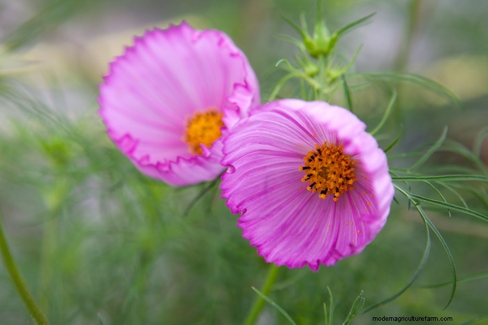 June Planting Guide: What to Sow & Grow Now