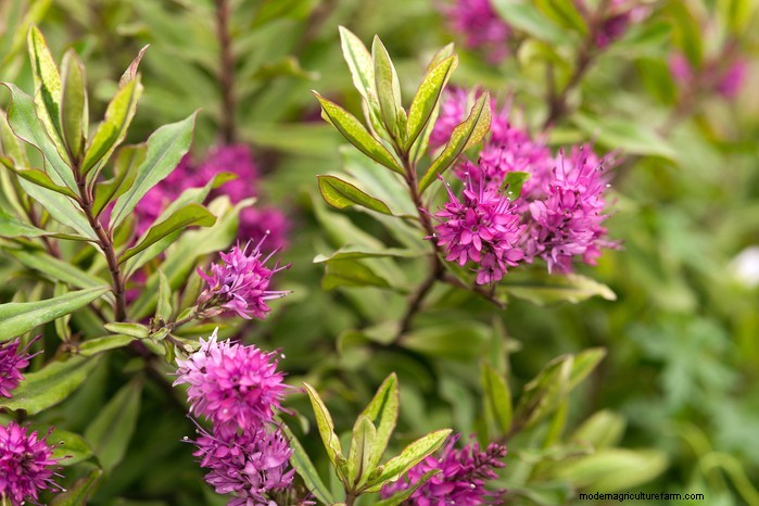 June Planting Guide: What to Sow & Grow Now